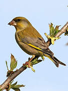 European Greenfinch