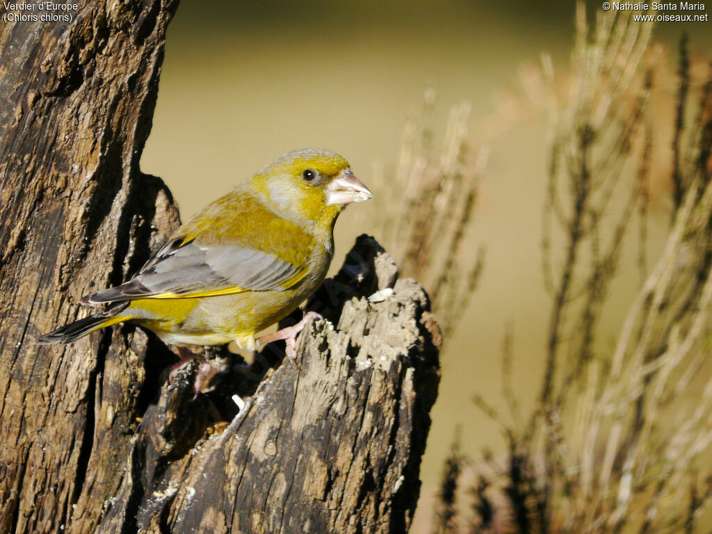 European Greenfinch male adult breeding, Behaviour