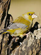 European Greenfinch