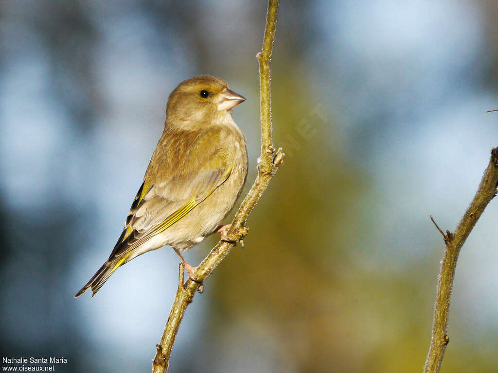 European Greenfinch female adult breeding, Behaviour