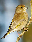 European Greenfinch