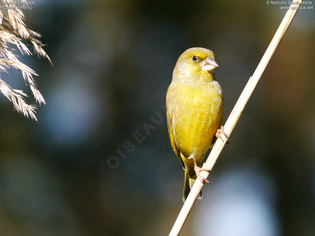 European Greenfinch male adult breeding, identification, Behaviour