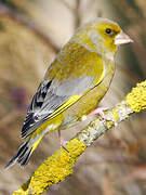 European Greenfinch