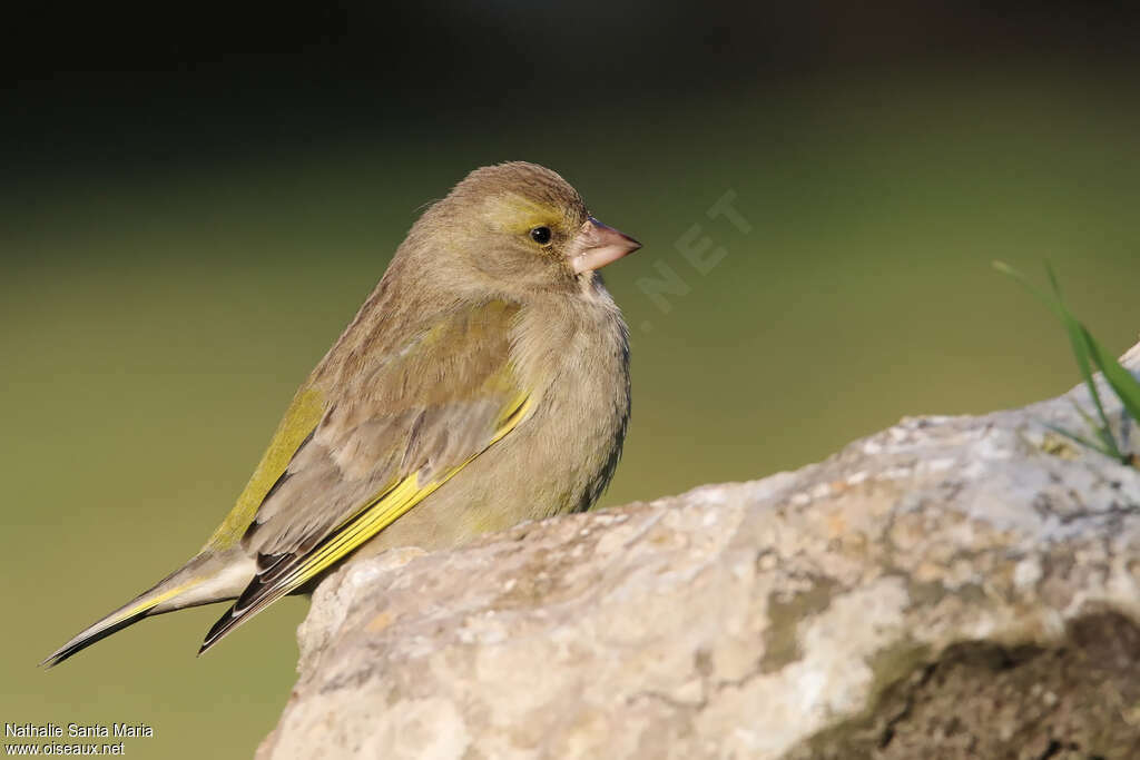 Verdier d'Europe femelle adulte, identification