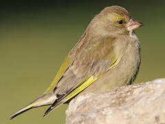 European Greenfinch