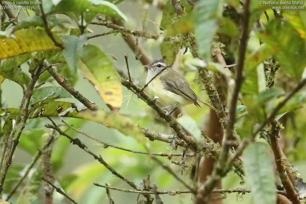 Viréo à calotte bruneadulte, identification