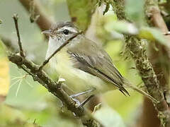 Brown-capped Vireo