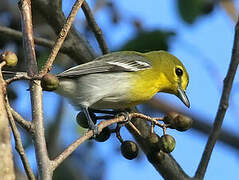 Yellow-throated Vireo