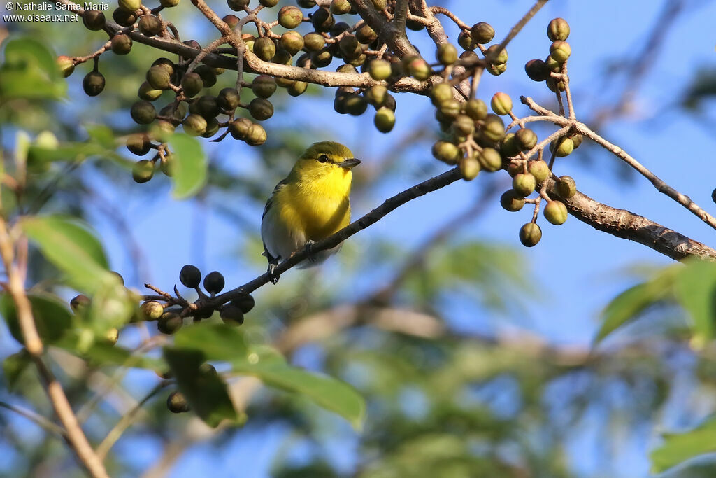 Yellow-throated Vireoadult, identification