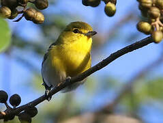 Yellow-throated Vireo