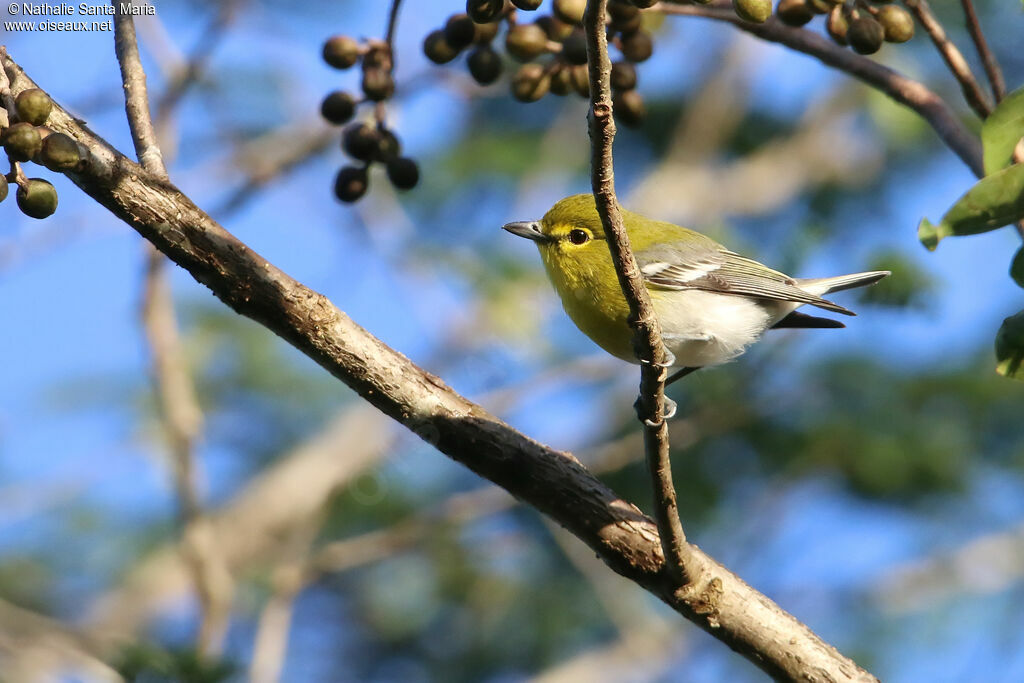 Yellow-throated Vireoadult, identification