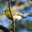 Viréo à gorge jaune
