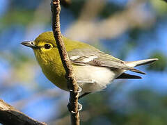 Yellow-throated Vireo