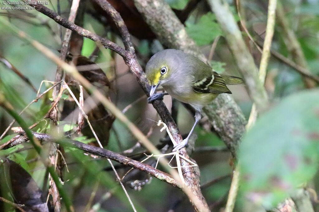 Viréo aux yeux blancsadulte, identification