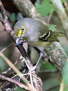 White-eyed Vireo