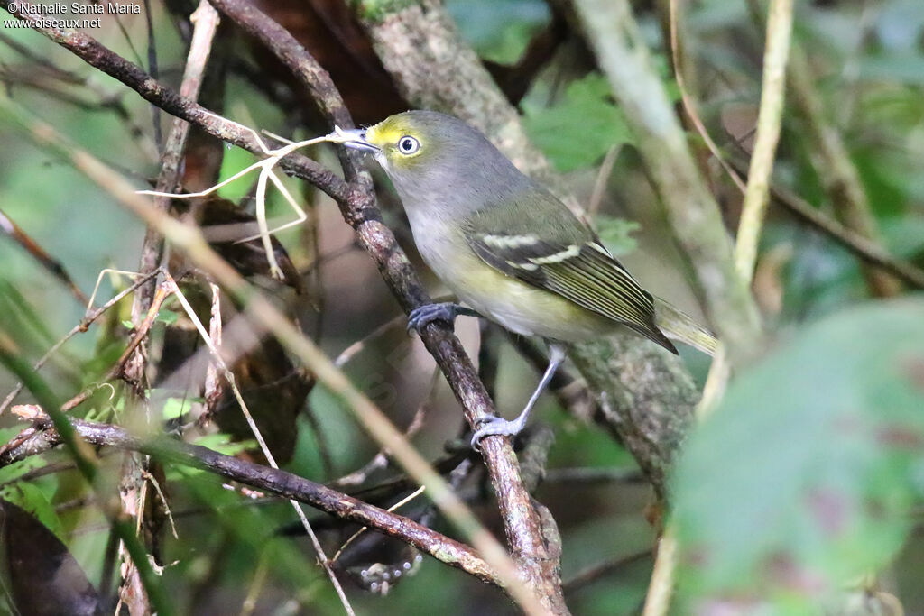 Viréo aux yeux blancsadulte, identification