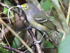 White-eyed Vireo