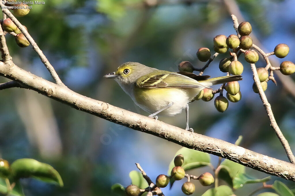 White-eyed Vireoadult, identification