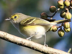 White-eyed Vireo