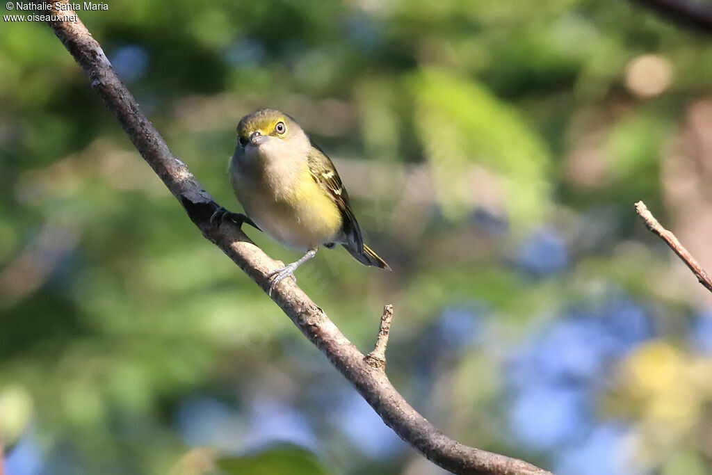 White-eyed Vireo