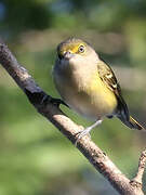 White-eyed Vireo