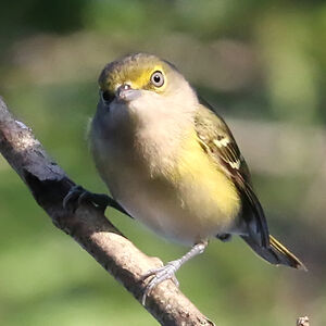 Viréo aux yeux blancs