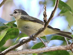 Philadelphia Vireo