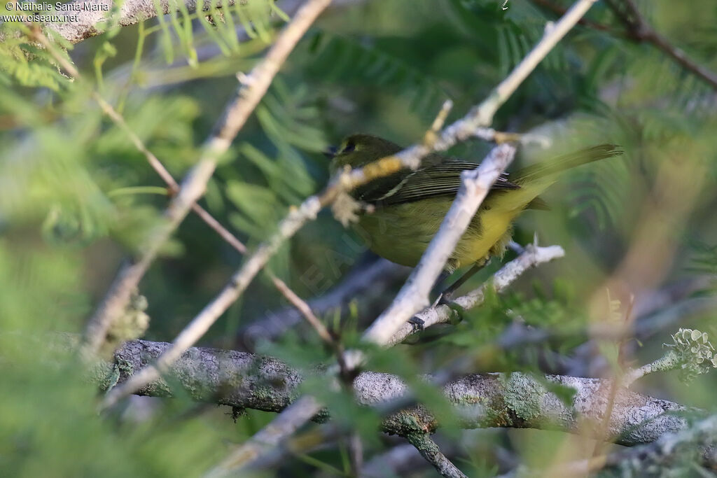 Mangrove Vireoadult, habitat