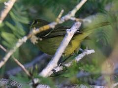 Mangrove Vireo