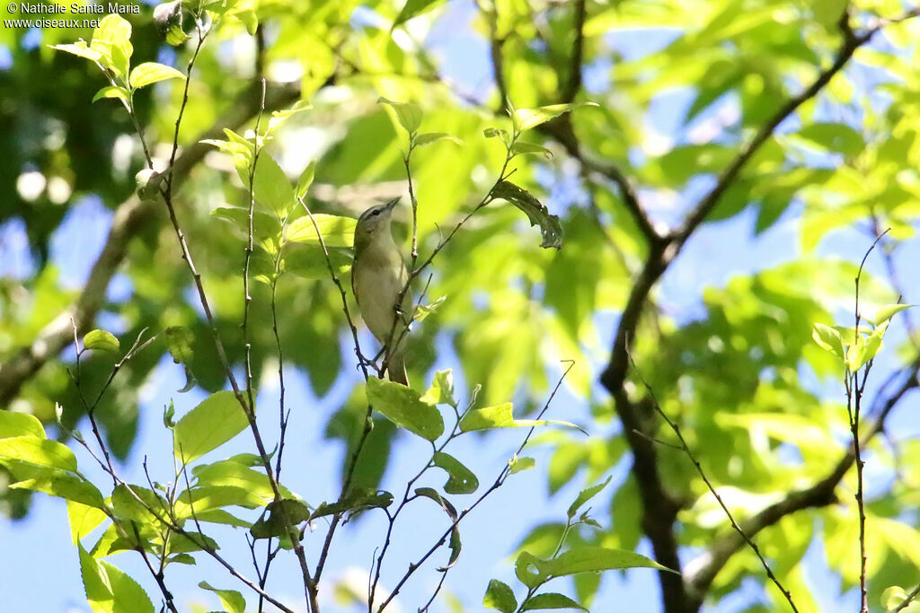 Yucatan Vireoadult, habitat