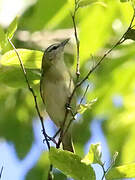 Yucatan Vireo