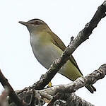 Viréo jaune-verdâtre