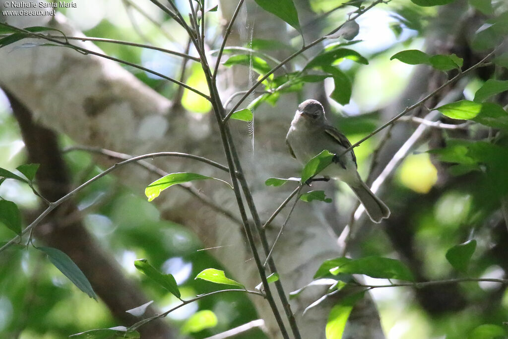 Lesser Greenletadult, habitat