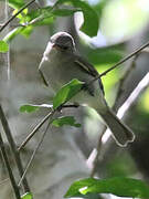 Lesser Greenlet