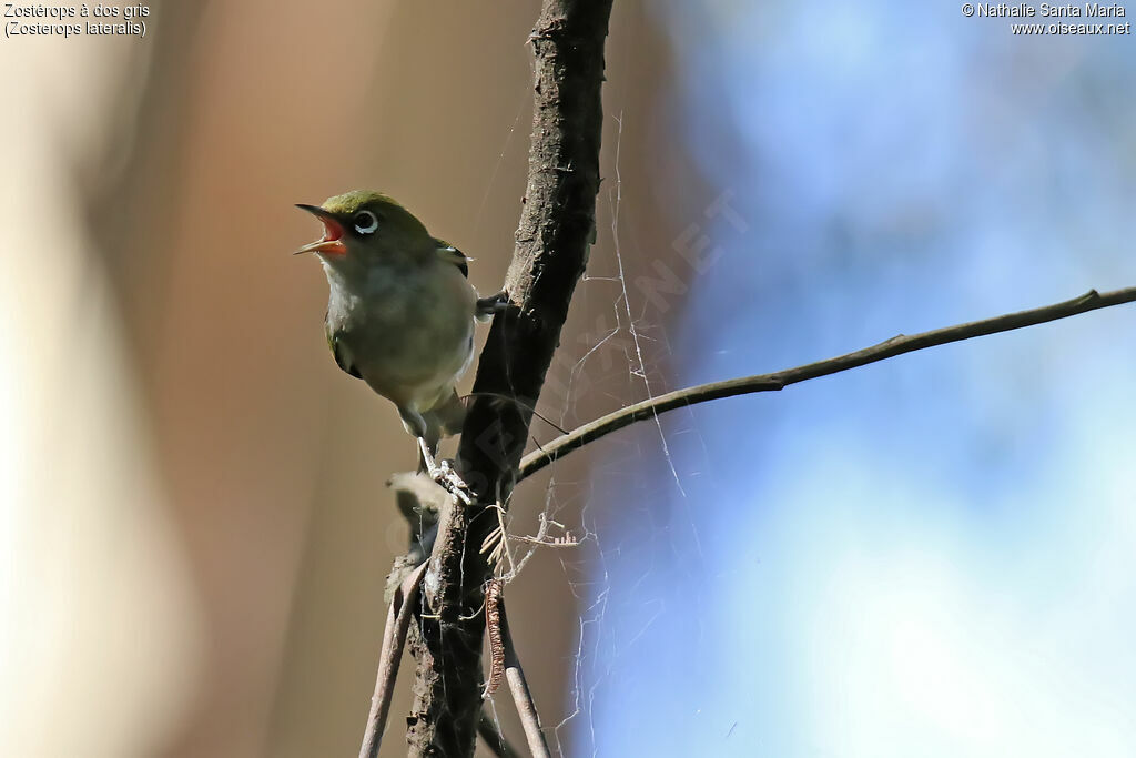 Zostérops à dos grisadulte, chant