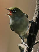 Silvereye