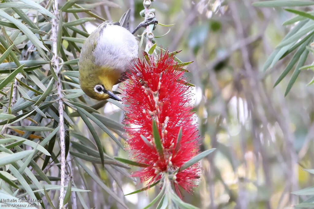 Heuglin's White-eyeadult, feeding habits