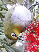 Heuglin's White-eye