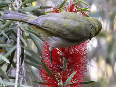 Heuglin's White-eye