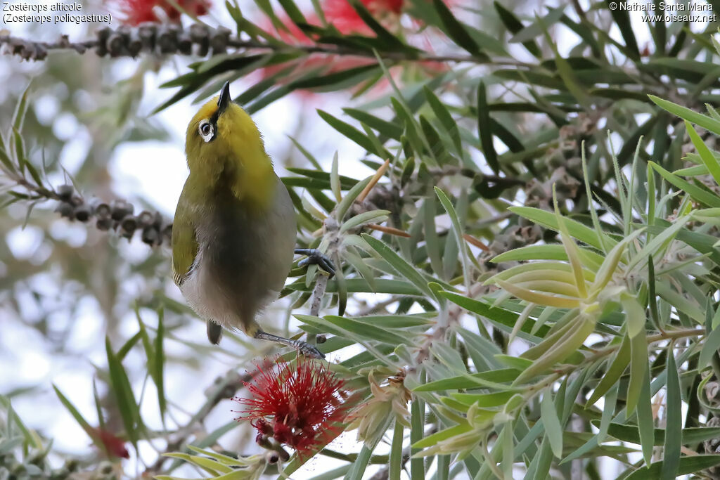 Heuglin's White-eyeadult, habitat