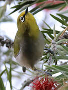 Heuglin's White-eye