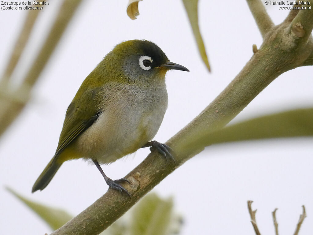 Zostérops de la Réunionadulte nuptial, identification, habitat, Comportement