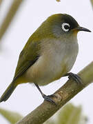 Reunion Olive White-eye