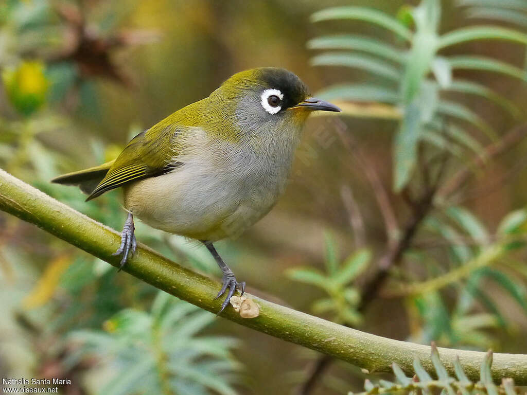 Reunion Olive White-eyeadult breeding, identification