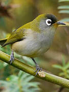 Reunion Olive White-eye