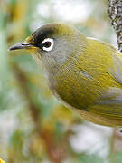 Reunion Olive White-eye