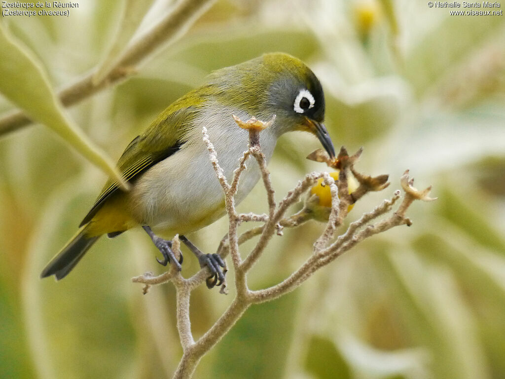 Zostérops de la Réunionadulte nuptial, identification, habitat, régime