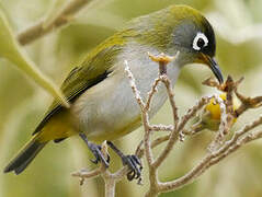 Reunion Olive White-eye