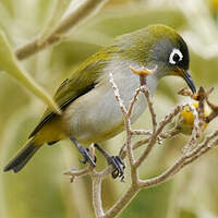 Zostérops de la Réunion