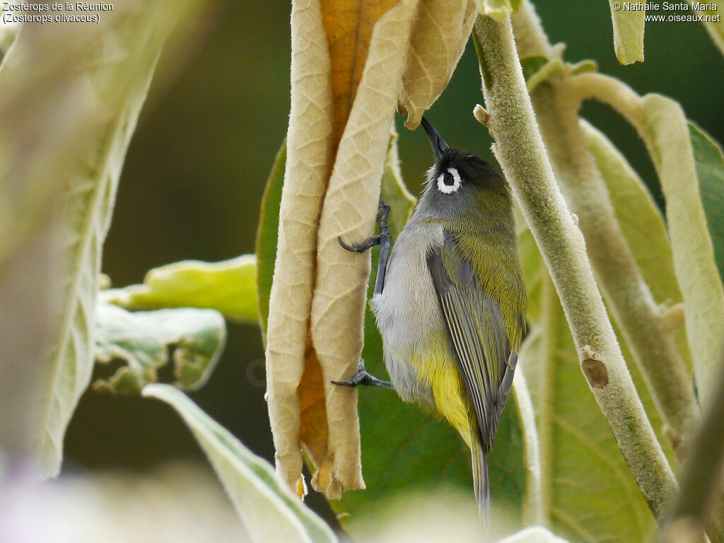 Reunion Olive White-eyeadult, identification, habitat, fishing/hunting, Behaviour